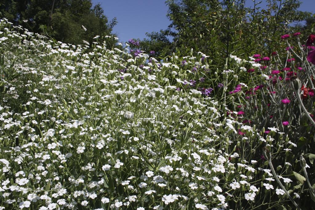 Aroma De Campo *